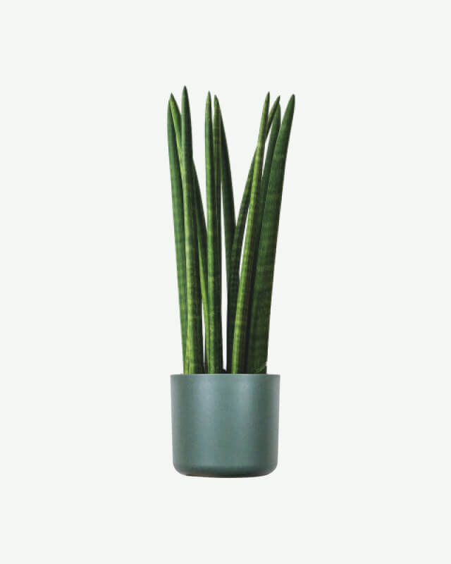 plants ecommerce product featured img 10
