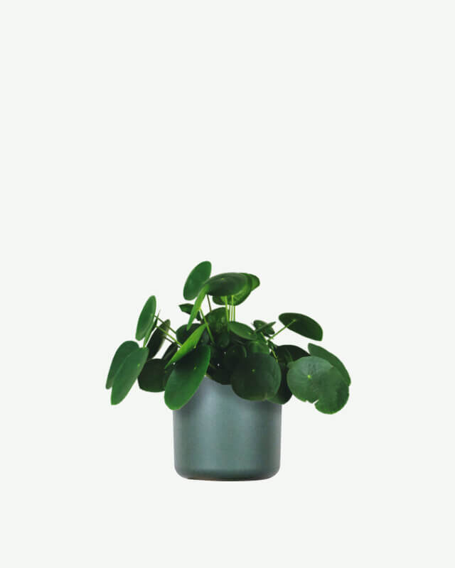 plants ecommerce product featured img 11