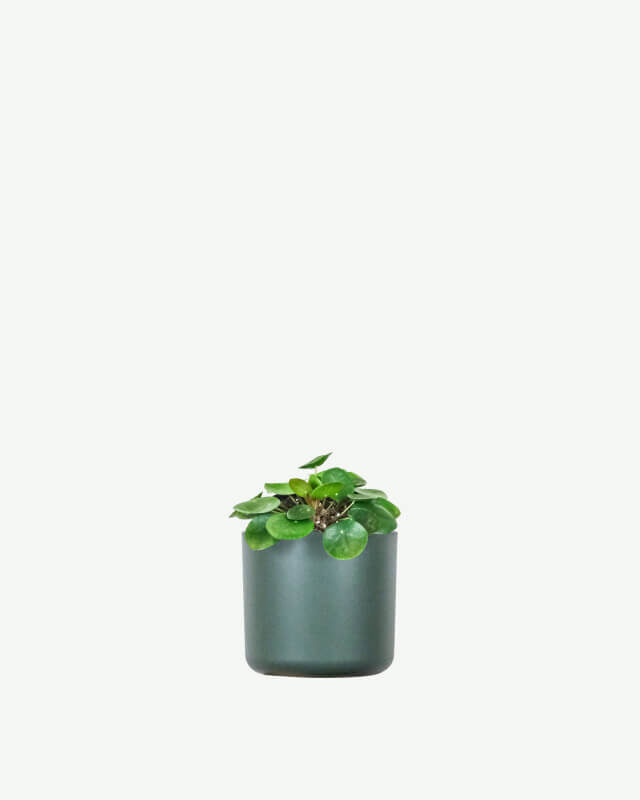 plants ecommerce product featured img 12