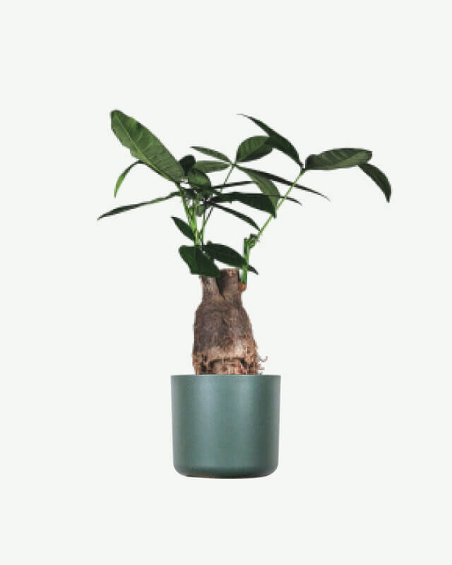 plants ecommerce product featured img 13