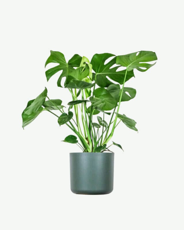 Home plants ecommerce product featured img 14
