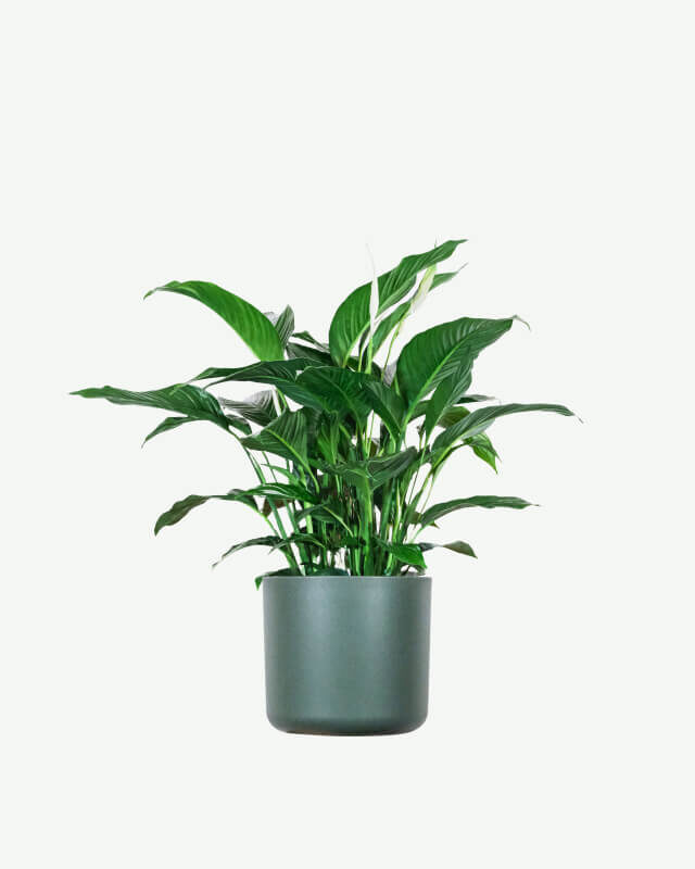 plants ecommerce product featured img 15