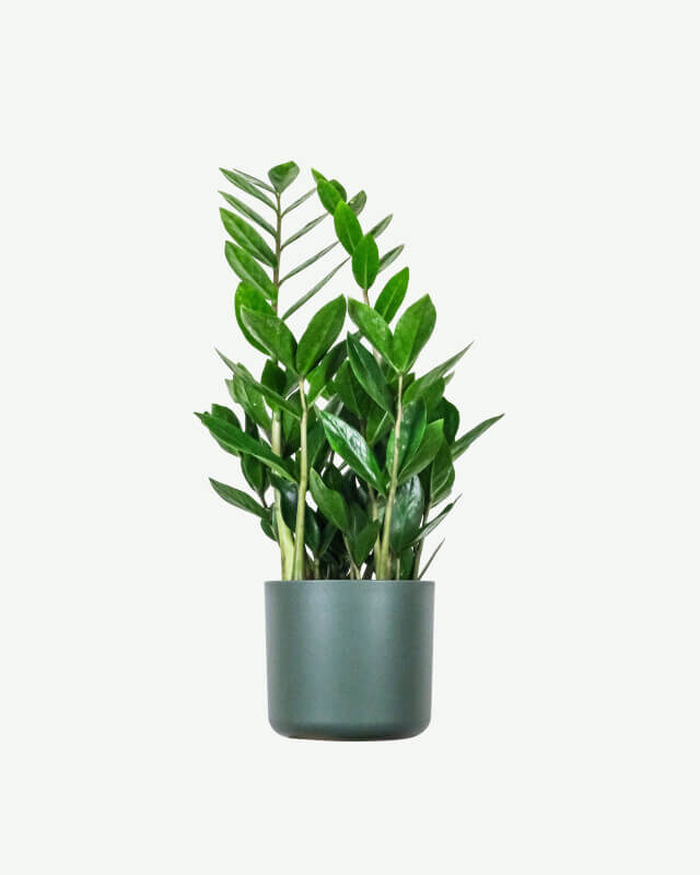 Home plants ecommerce product featured img 16
