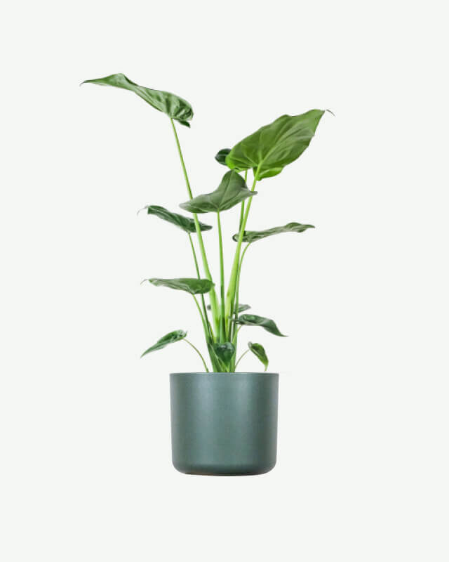 plants ecommerce product featured img 17