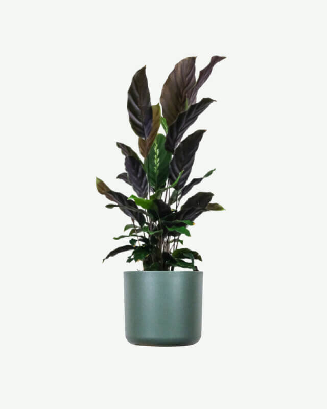 plants ecommerce product featured img 18