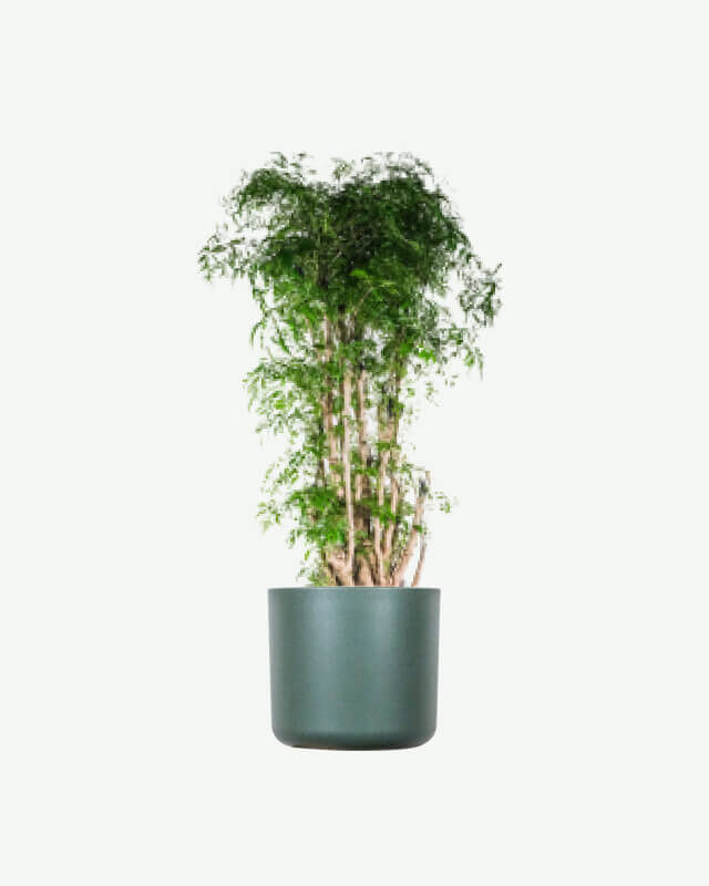 plants ecommerce product featured img 19
