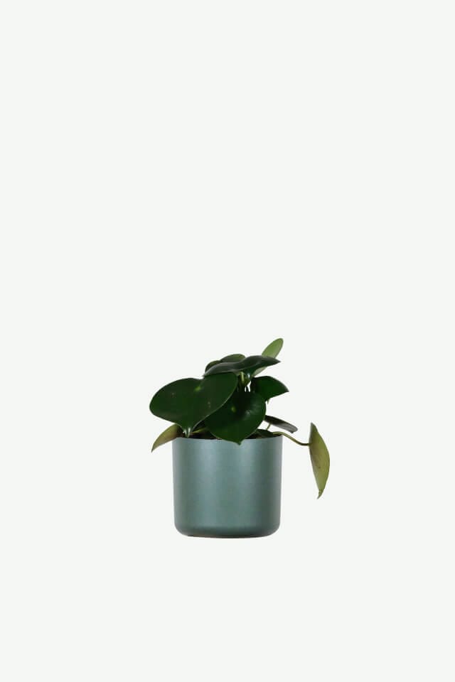 Home plants ecommerce product featured img 5