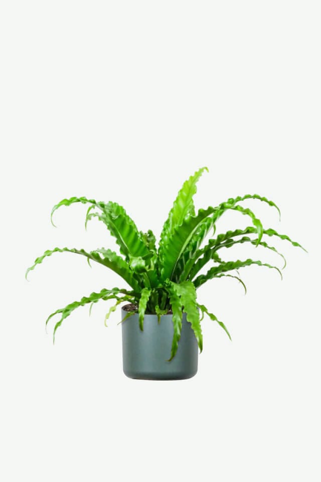 Home plants ecommerce product featured img 8